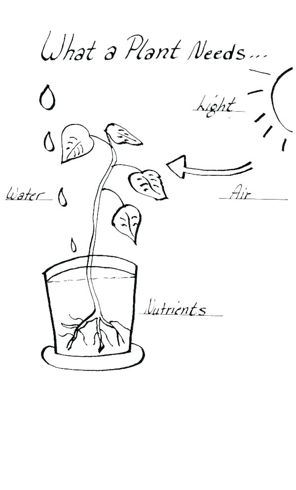 parts of a plant coloring page parts of a plant coloring page