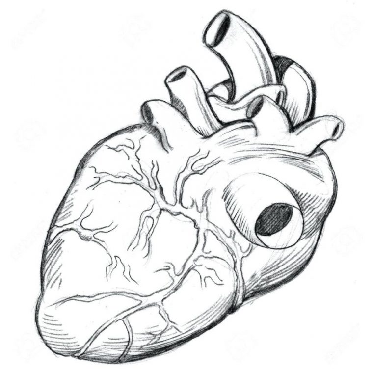 human heart coloring page
