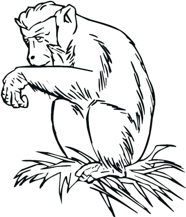 chimpanzee coloring page