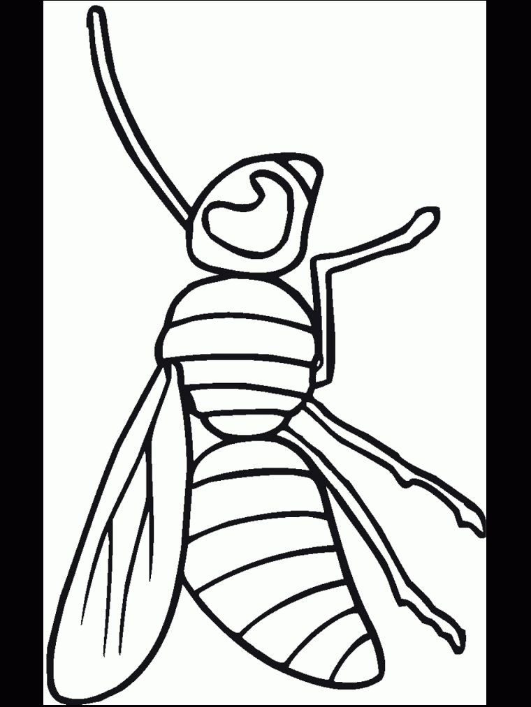 realistic bug coloring pages