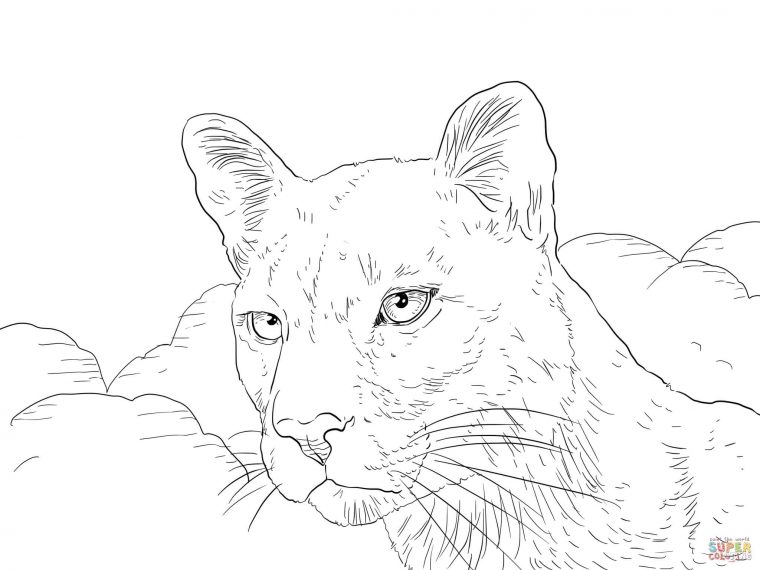 puma coloring pages puma coloring pages