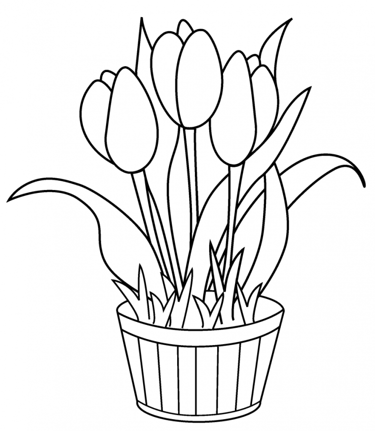 tulip flower coloring pages