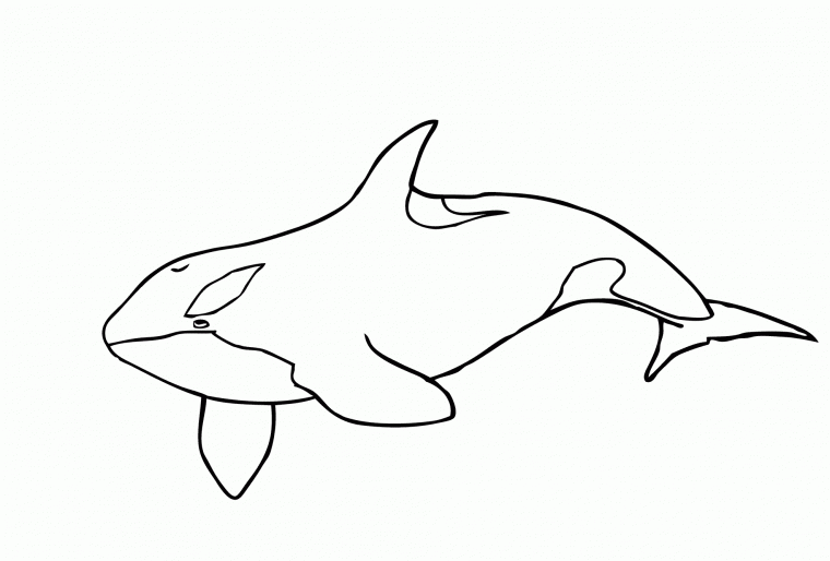 orca whale coloring pages