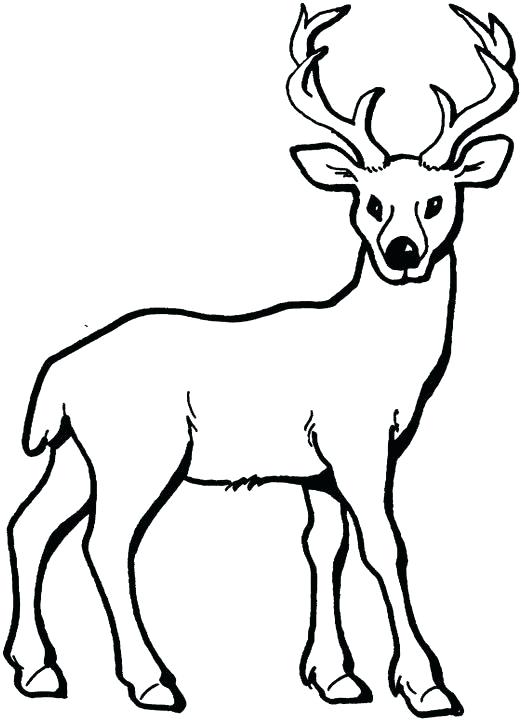 realistic reindeer coloring pages