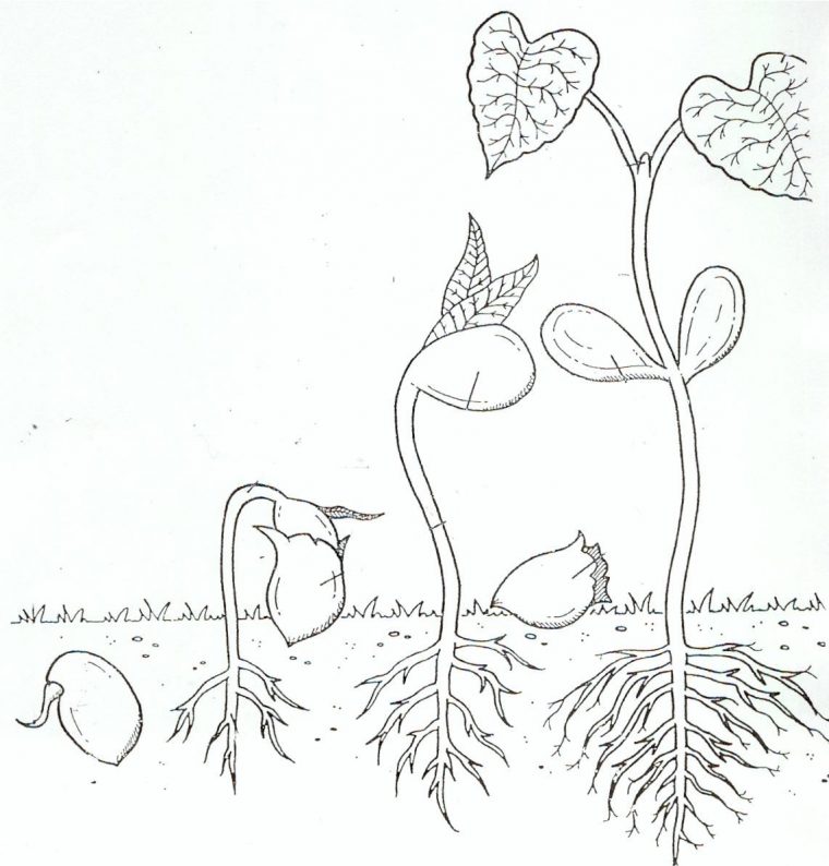 preschool plant life cycle coloring page