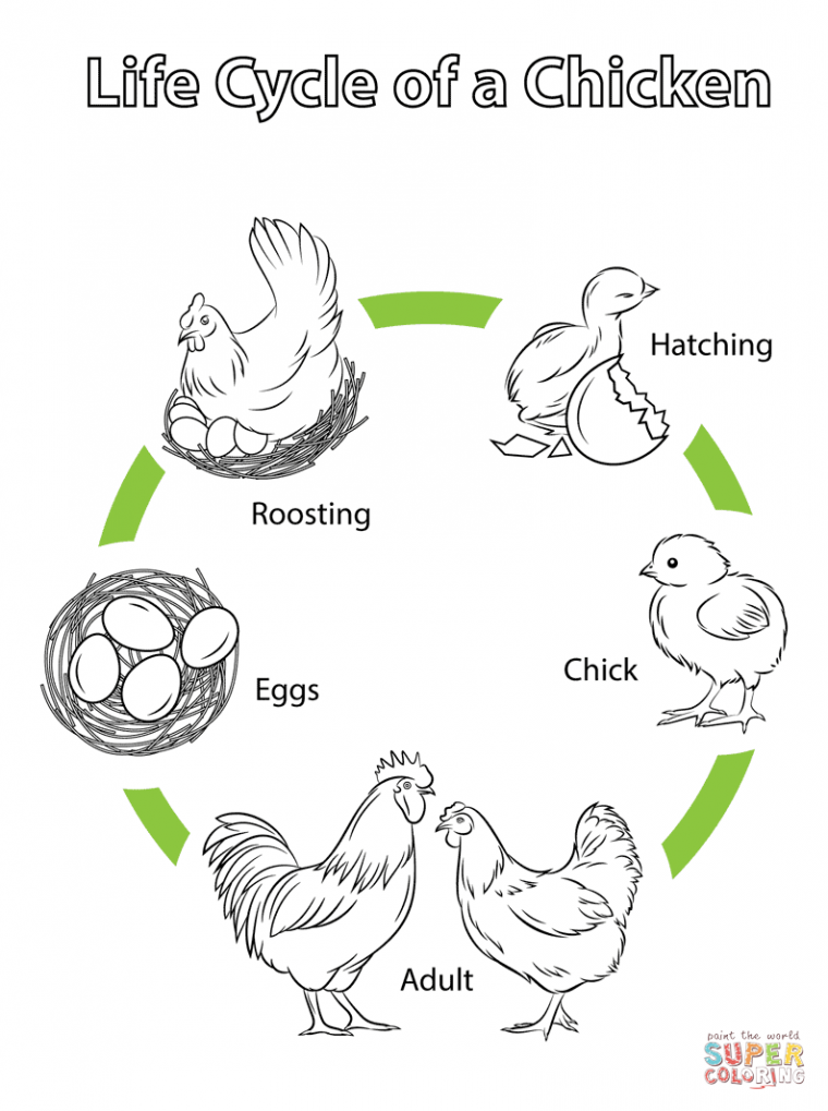 life cycle of a chicken coloring page