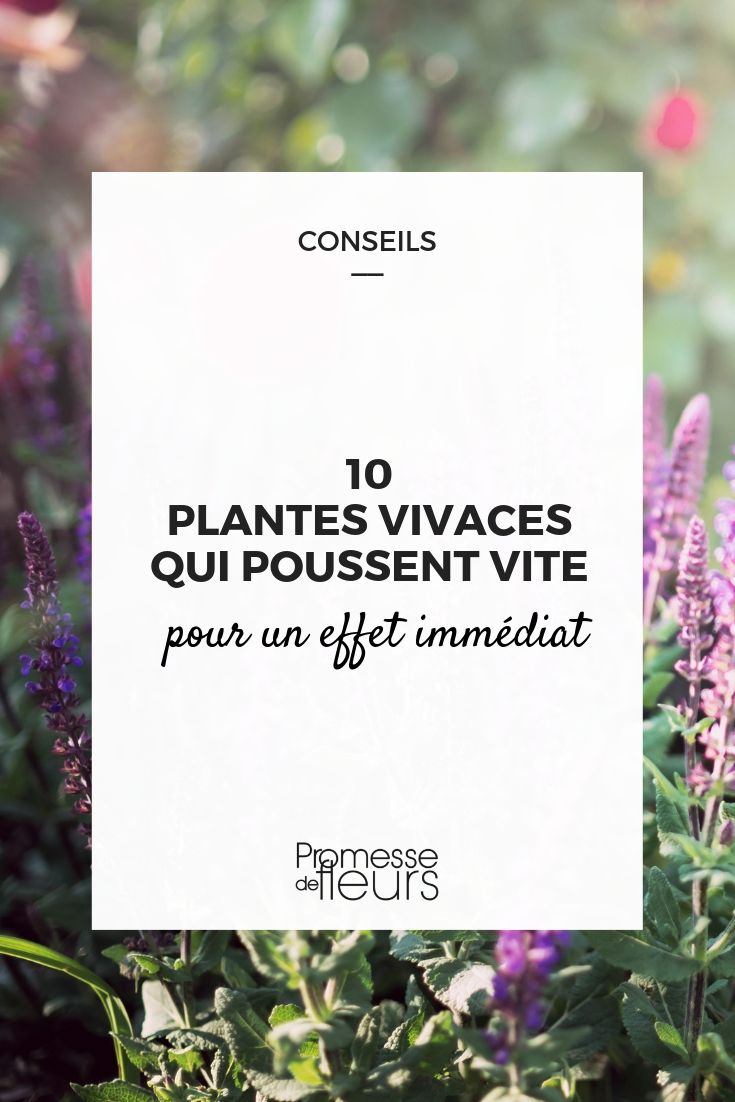 10 Plantes Vivaces Qui Poussent Vite Pour Un Effet Immédiat serapportantà Fleur Qui Pousse Au Printemps