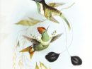 150 000 Illustrations De La Faune Et De La Flore Gratuites tout Images D Oiseaux Gratuites