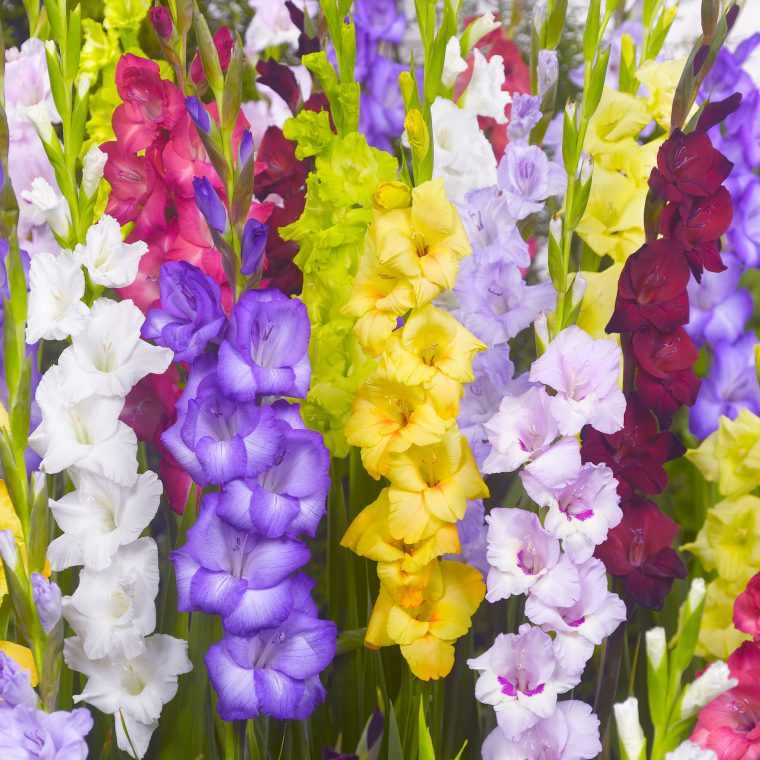 20 Variétés De Bulbes De Printemps : Les Plus Populaires encequiconcerne Fleur Qui Pousse Au Printemps