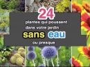 24 Plantes Qui Poussent Dans Votre Jardin Sans Eau (Ou Presque). concernant Fleur Qui Pousse Au Printemps