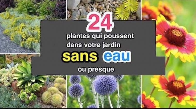 24 Plantes Qui Poussent Dans Votre Jardin Sans Eau (Ou Presque). concernant Fleur Qui Pousse Au Printemps