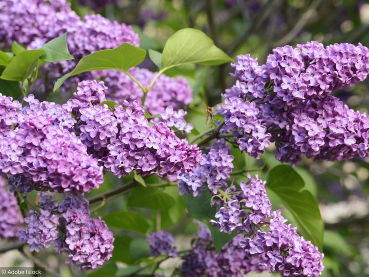 8 Conseils Pour Avoir Un Beau Lilas concernant Fleur Qui Pousse Au Printemps