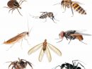 9 Manières Efficaces D'expulser Les Insectes De Votre Maison concernant Les Noms Des Insectes