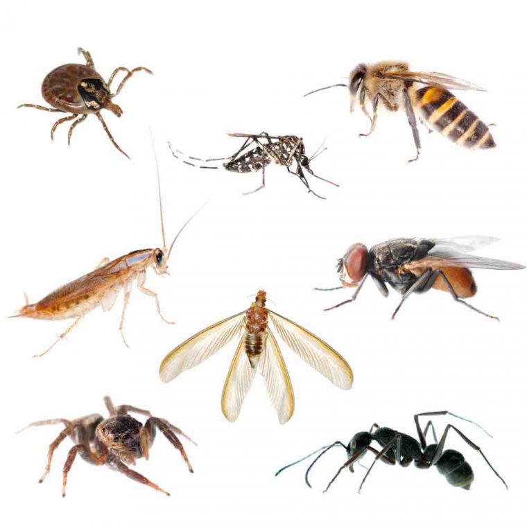 9 Manières Efficaces D'expulser Les Insectes De Votre Maison concernant Les Noms Des Insectes