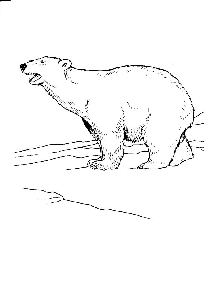 polar bears coloring pages