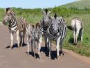 A La Rencontre Des Animaux Sauvages En Afrique Du Sud serapportantà Animaux Sauvages De L Afrique