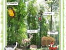 Affiches - Animaux De La Forêt - Français Fle Fiches avec Image D Animaux De La Foret