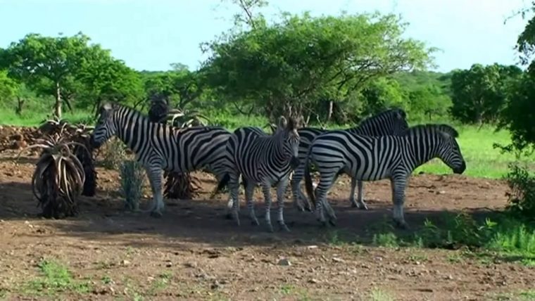 Afrique Du Sud Les #animaux#sauvages Du Parc #paul- Kruger destiné Animaux Sauvages De L Afrique