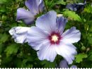 Althéa, Hibiscus Syriacus - Semer, Planter, Bouturer - Jaime encequiconcerne Fleur Qui Pousse Au Printemps