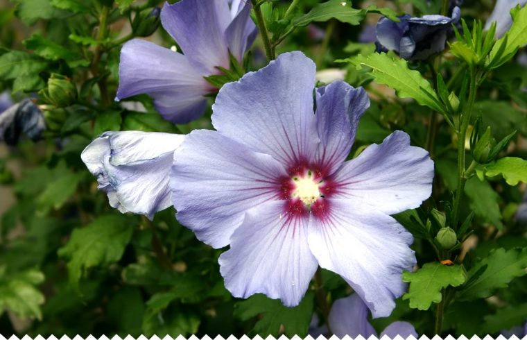 Althéa, Hibiscus Syriacus – Semer, Planter, Bouturer – Jaime encequiconcerne Fleur Qui Pousse Au Printemps
