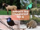 Animal Qui Commence Par Q - En Français Et En Anglais concernant Grimper En Anglais