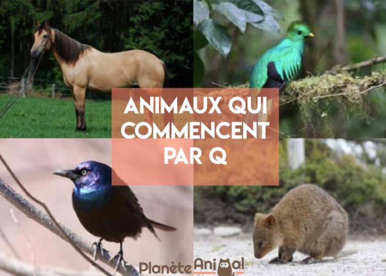 Animal Qui Commence Par Q – En Français Et En Anglais concernant Grimper En Anglais