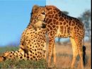 Animaux Sauvages D'afrique N°2 - serapportantà Animaux Sauvages De L Afrique