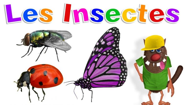 Apprendre Aux Enfants Les Insectes (Learn Insects For Kids – Serie 01) pour Les Noms Des Insectes