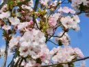Au Jardin, Les Cerisiers Du Japon Font Le Printemps à Fleur Qui Pousse Au Printemps