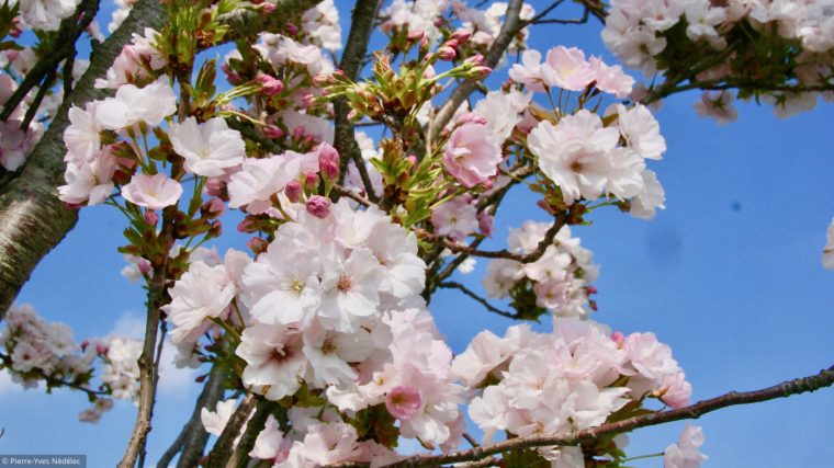 Au Jardin, Les Cerisiers Du Japon Font Le Printemps à Fleur Qui Pousse Au Printemps