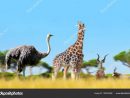 Autruche Avec Les Girafes Les Antilopes Dans Savane Animaux avec Animaux Sauvages De L Afrique