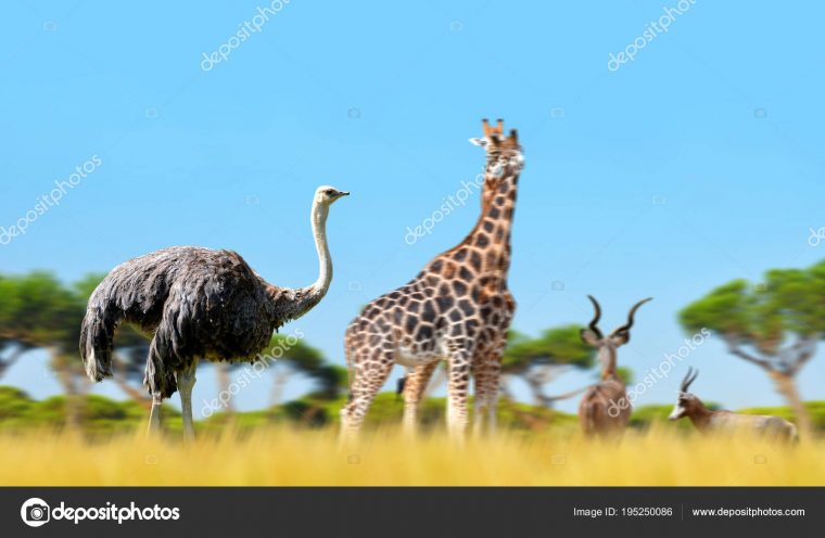 Autruche Avec Les Girafes Les Antilopes Dans Savane Animaux avec Animaux Sauvages De L Afrique