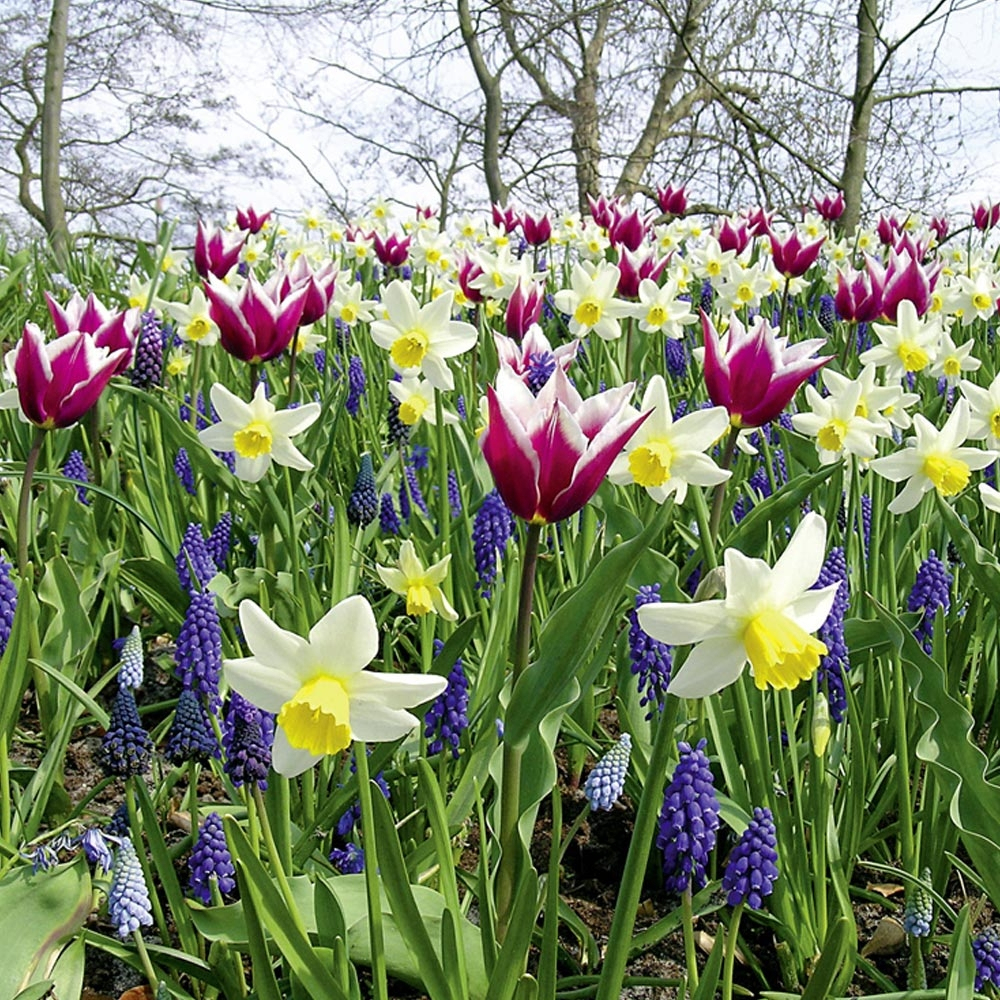 Bulbe : Conseils De Plantation à Fleur Qui Pousse Au Printemps