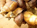 Cameroun : Technique D'élevage Des Escargots - La Voix Du Paysan avec Elevage Escargot
