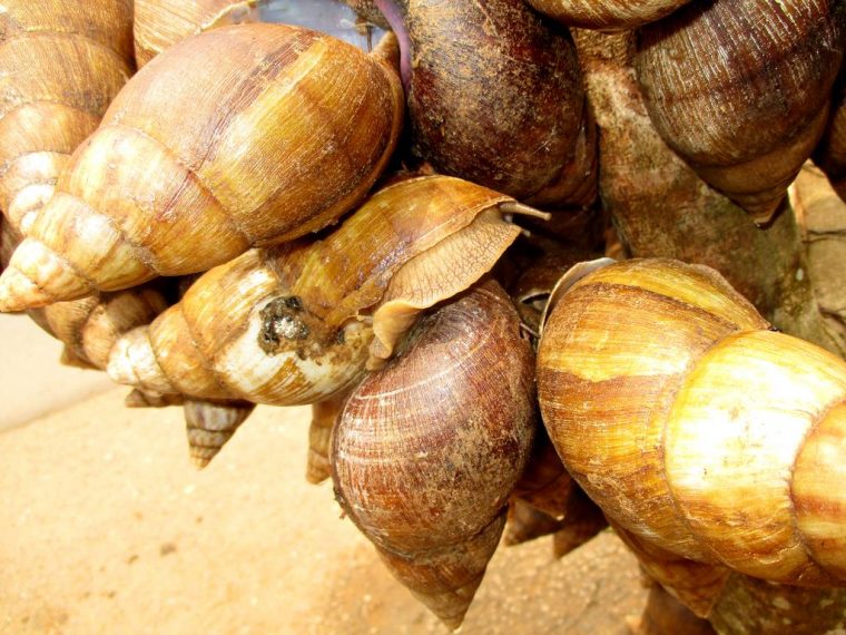 Cameroun : Technique D'élevage Des Escargots – La Voix Du Paysan avec Elevage Escargot