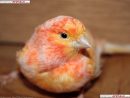 Canaries Oiseaux | Fond D'écran Gratuit D'oiseaux Canari concernant Images D Oiseaux Gratuites
