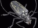 Capricorne Des Maisons : Tout Savoir Sur L'insecte Parasite avec Les Noms Des Insectes