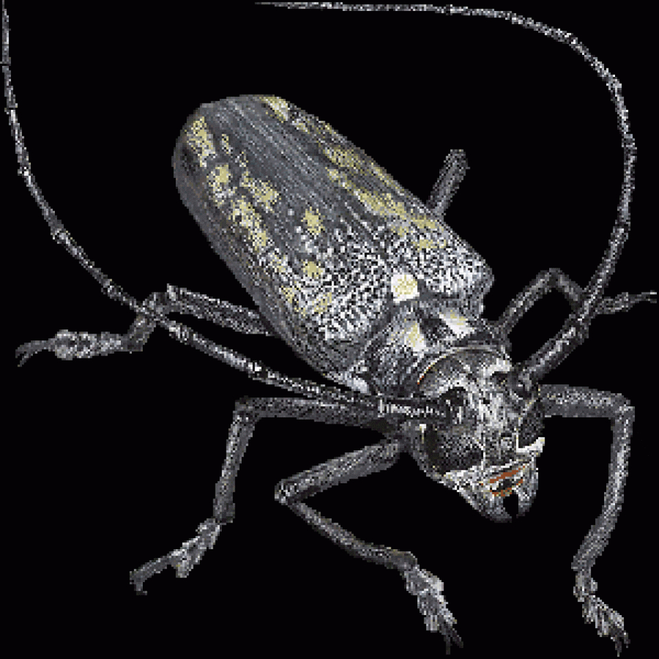 Capricorne Des Maisons : Tout Savoir Sur L'insecte Parasite avec Les Noms Des Insectes