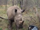 Carnets De Voyage : Face À Face Avec Un Rhinocéros | Blog serapportantà Animaux Sauvages De L Afrique