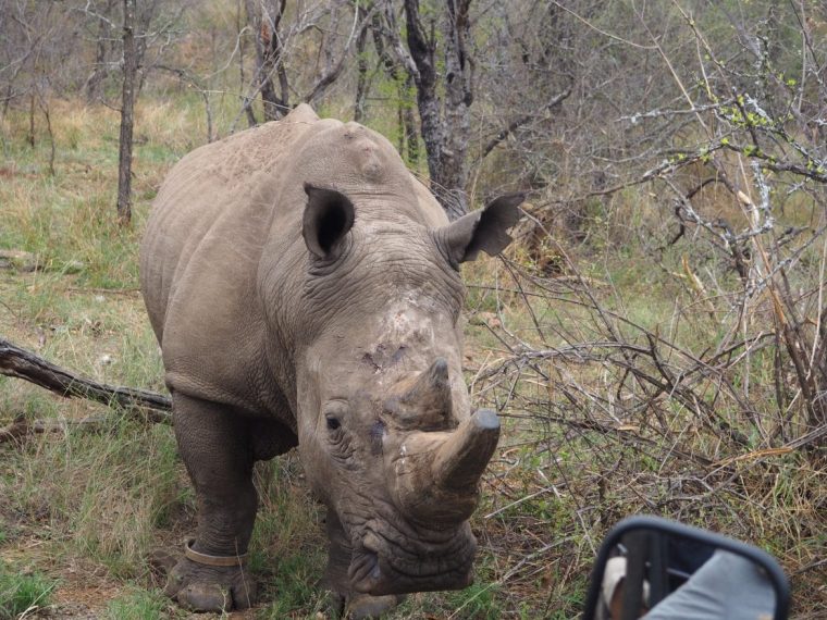 Carnets De Voyage : Face À Face Avec Un Rhinocéros | Blog serapportantà Animaux Sauvages De L Afrique