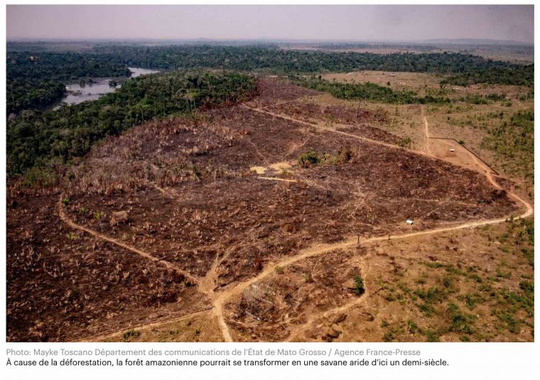 Changement Climatique: L'amazonie Pourrait Disparaître En 50 encequiconcerne Dauphin Amazonie