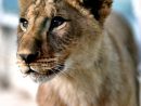 Chine: Des Bébés Lions D'afrique Élevés Sur Le Plateau pour Animaux Sauvages De L Afrique