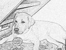 Coloriage Bonnie À Imprimer Pour Les Enfants - Dessin Chien destiné Coloriage Labrador