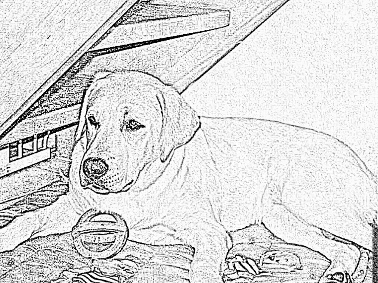 Coloriage Bonnie À Imprimer Pour Les Enfants – Dessin Chien destiné Coloriage Labrador