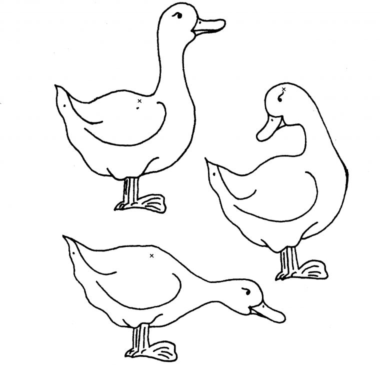 Coloriage Canards – Les Beaux Dessins De Nature À Imprimer destiné Masque Canard À Imprimer