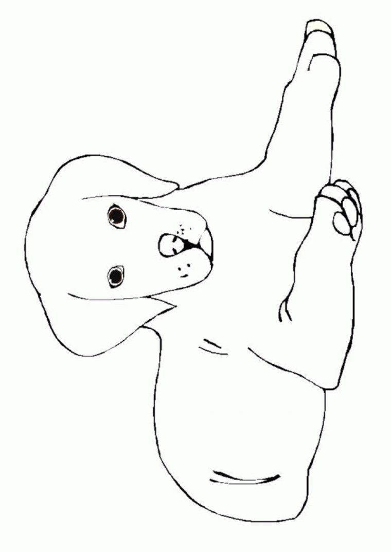 Coloriage Chien Couché Plat Ventre serapportantà Coloriage Labrador