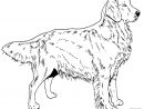 Coloriage - Chien Golden Retriever | Coloriages À Imprimer concernant Coloriage Labrador