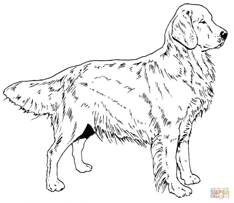 Coloriage – Chien Golden Retriever | Coloriages À Imprimer concernant Coloriage Labrador