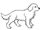 Coloriage - Chiot Golden Retriever | Coloriages À Imprimer avec Coloriage Labrador
