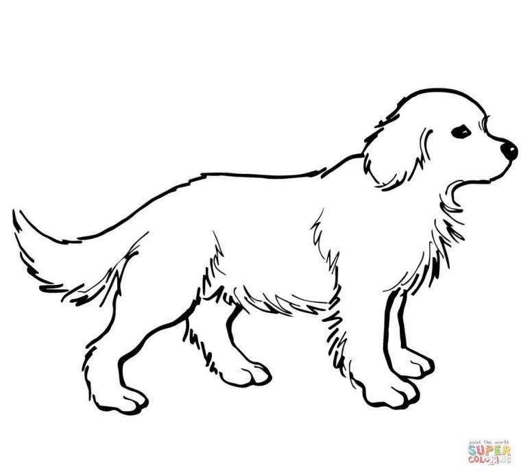 Coloriage – Chiot Golden Retriever | Coloriages À Imprimer avec Coloriage Labrador